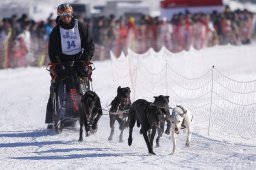 Lenk 2013